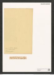 Pleurosigma ? lanceolatum Donkin (de-Toni-Nr.: Genus 13, Species 1019) Zeichnungen Sammlung Grunow (NHMW-BOT-W0368946)